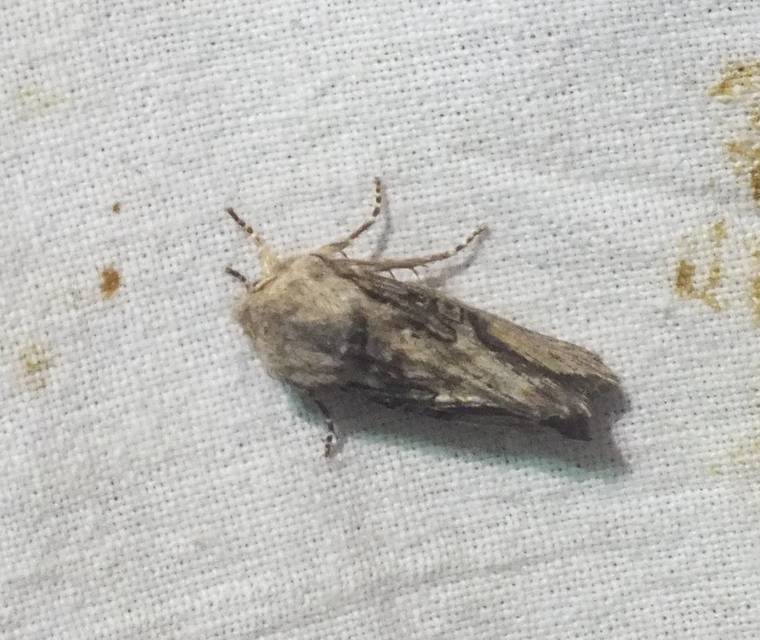 Egira conspicillaris - változékony szürkebagoly