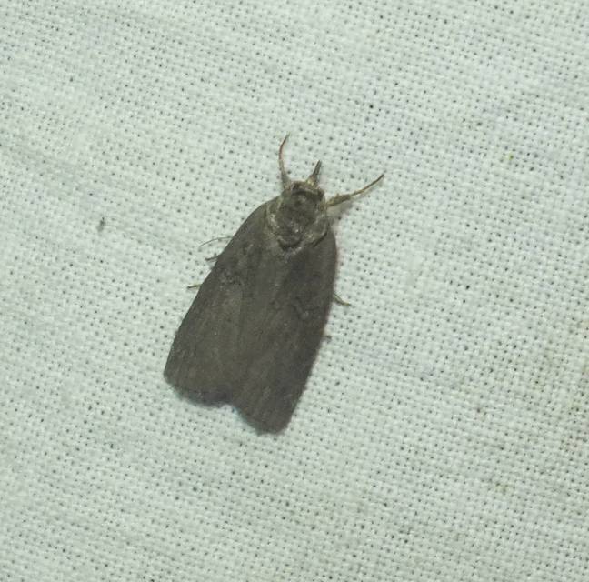 Nycteola asiatica - nyárfa-trapézbagoly
