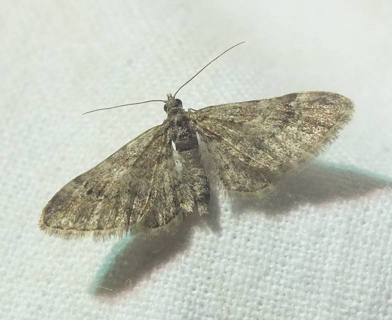 Gymnoscelis rufifasciata - vöröscsíkos törpearaszoló