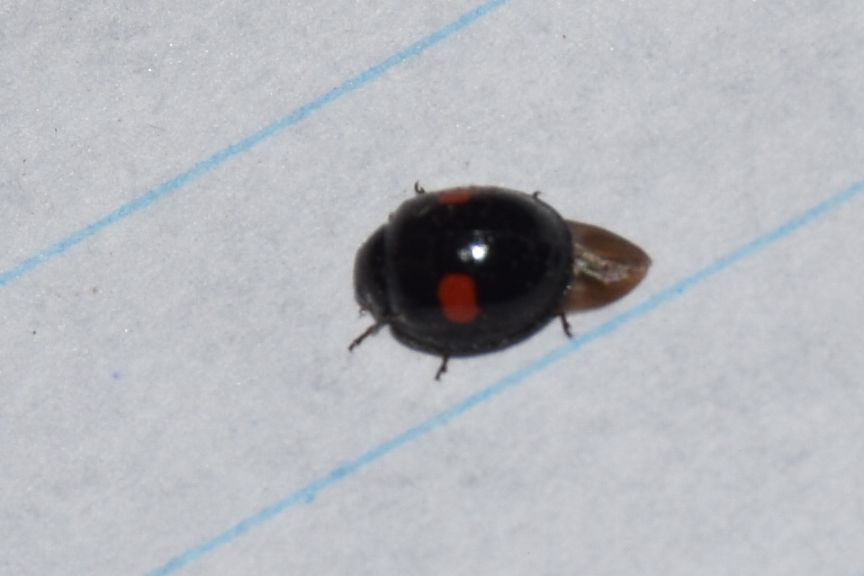 Chilocorus renipustulatus - vesefoltos szerecsenkata