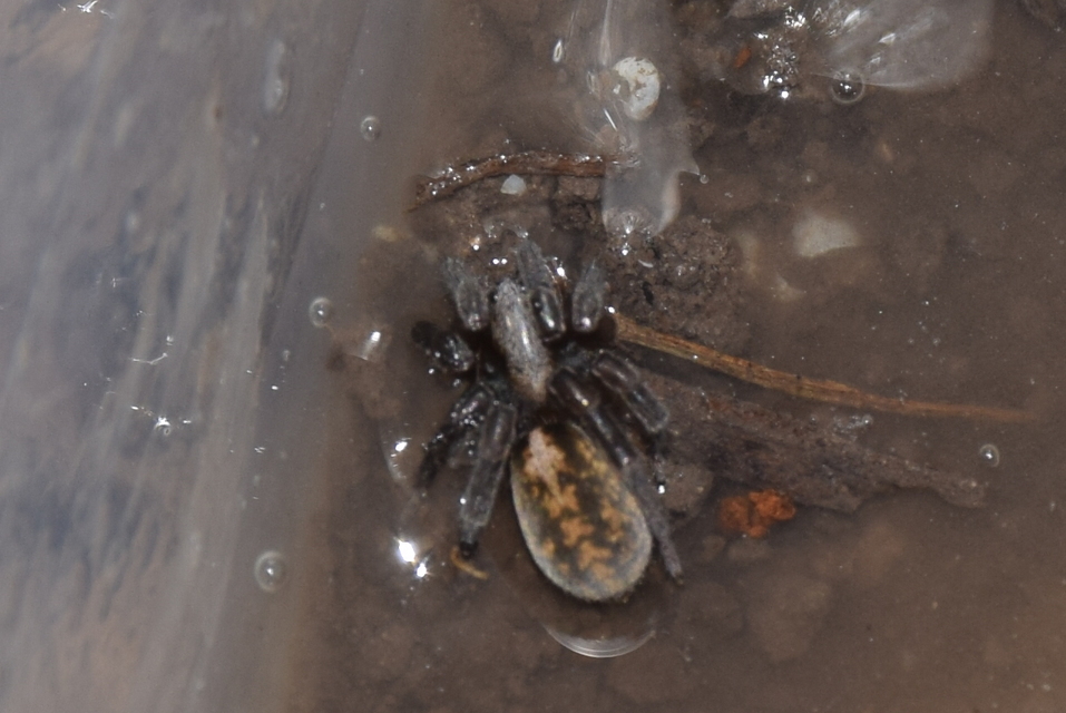 Arctosa lutetiana