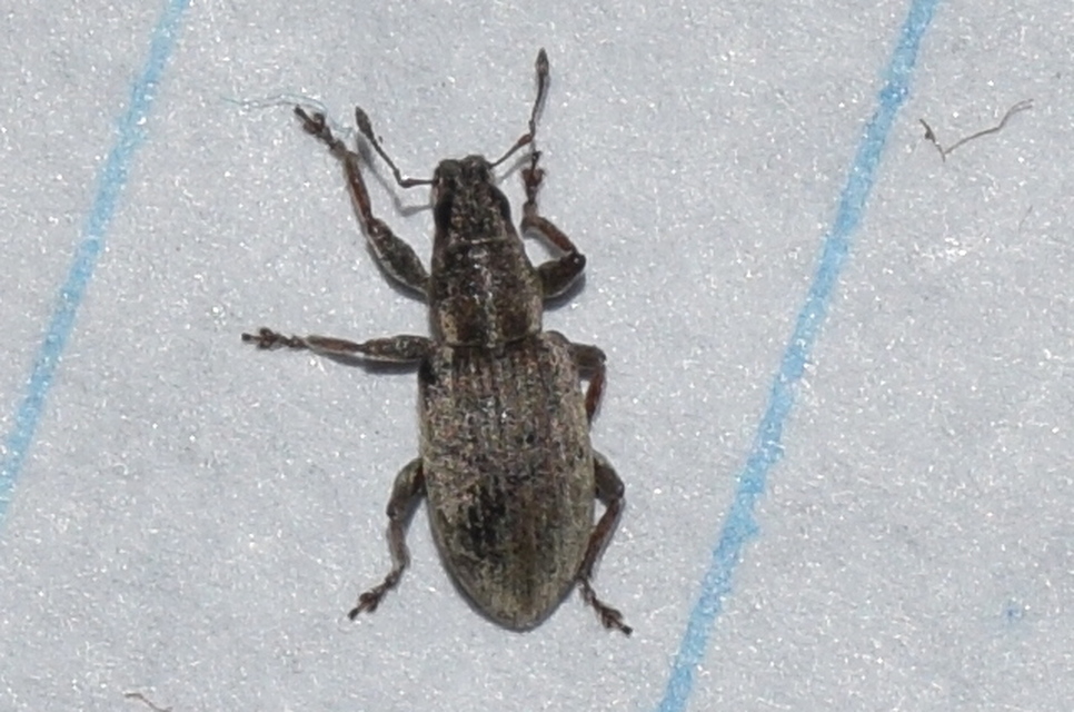 Sitona humeralis - lucerna-csipkézőbogár