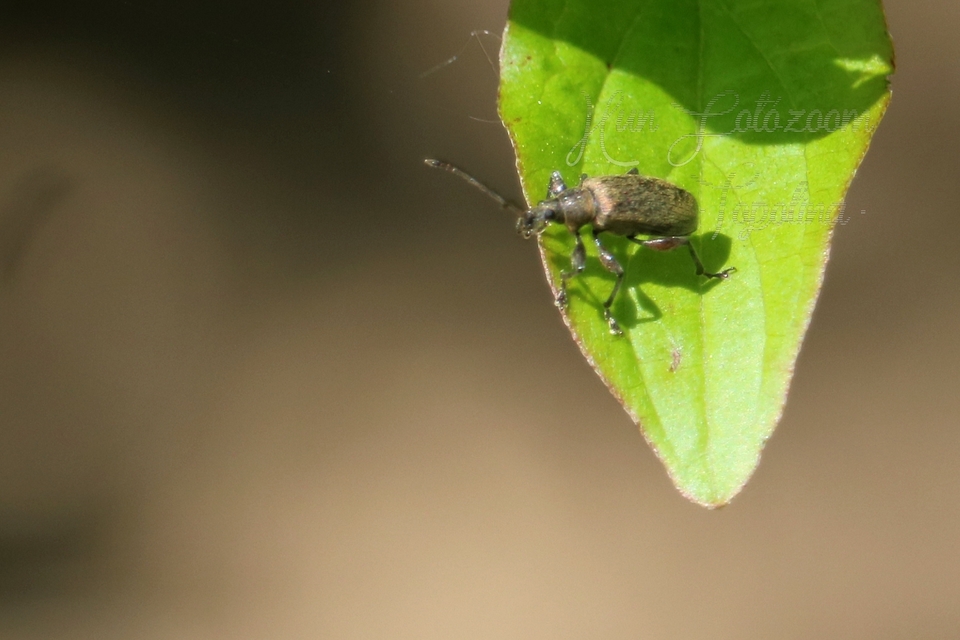 Phyllobius
