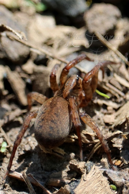 Trochosa