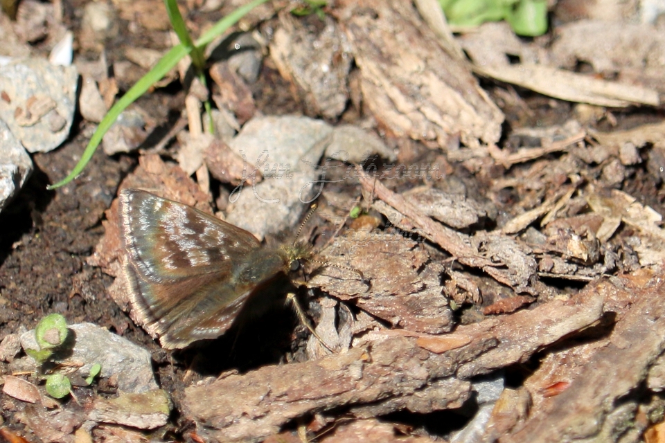 Erynnis tages - cigánylepke