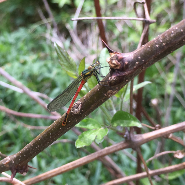 Pyrrhosoma nymphula interposita - vörös légivadász