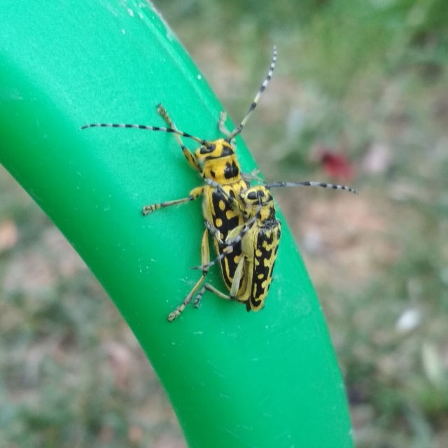 Saperda scalaris - létracincér