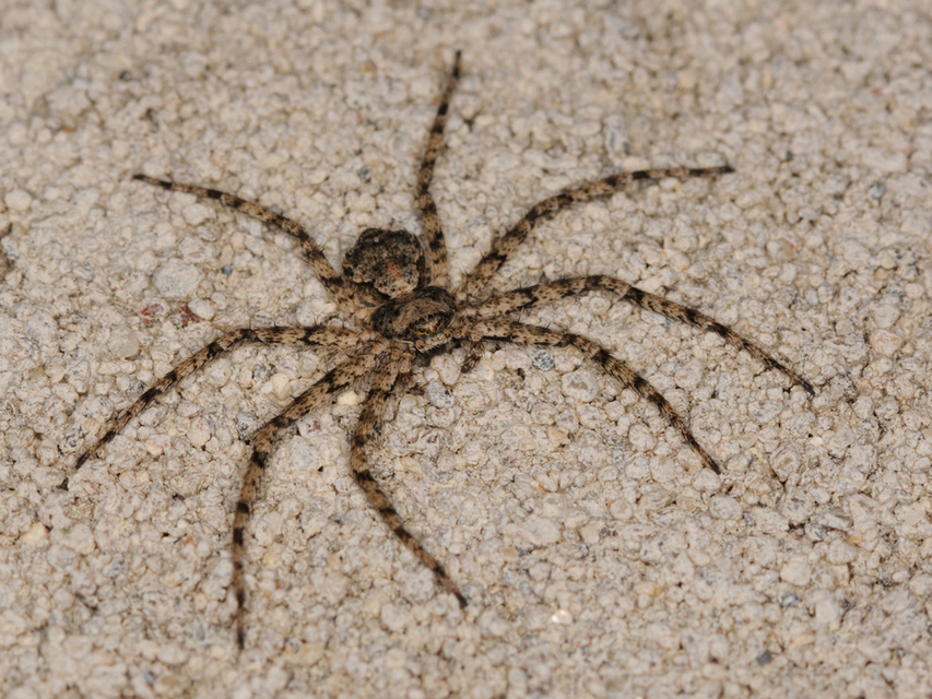 Philodromus margaritatus - bükkfa-fürgekarolópók