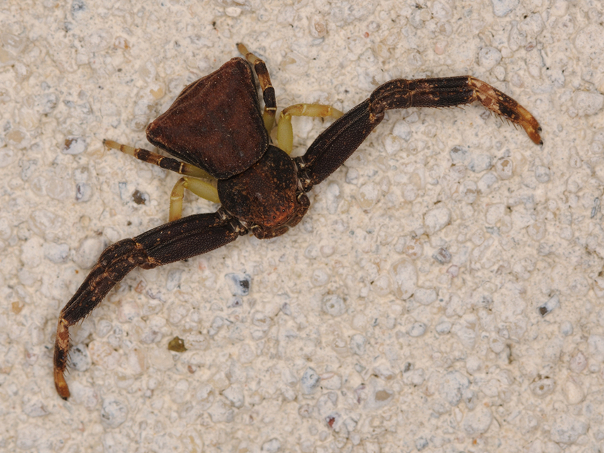 Pistius truncatus - csonka karolópók
