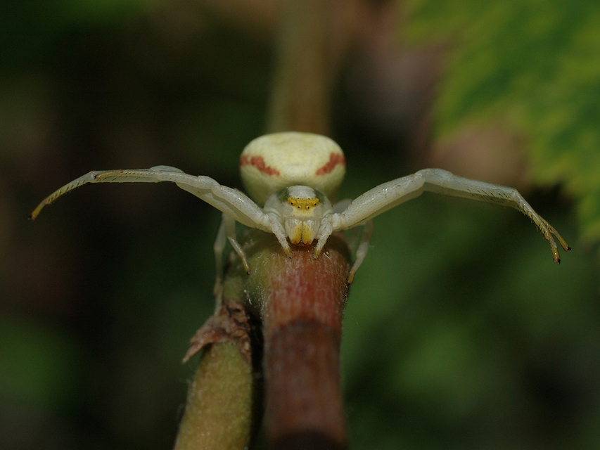 Misumena vatia - viráglakó karolópók