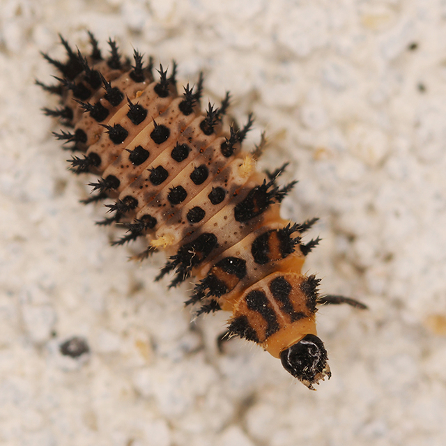 Exochomus