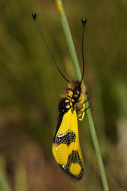 Libelloides macaronius - keleti rablópille