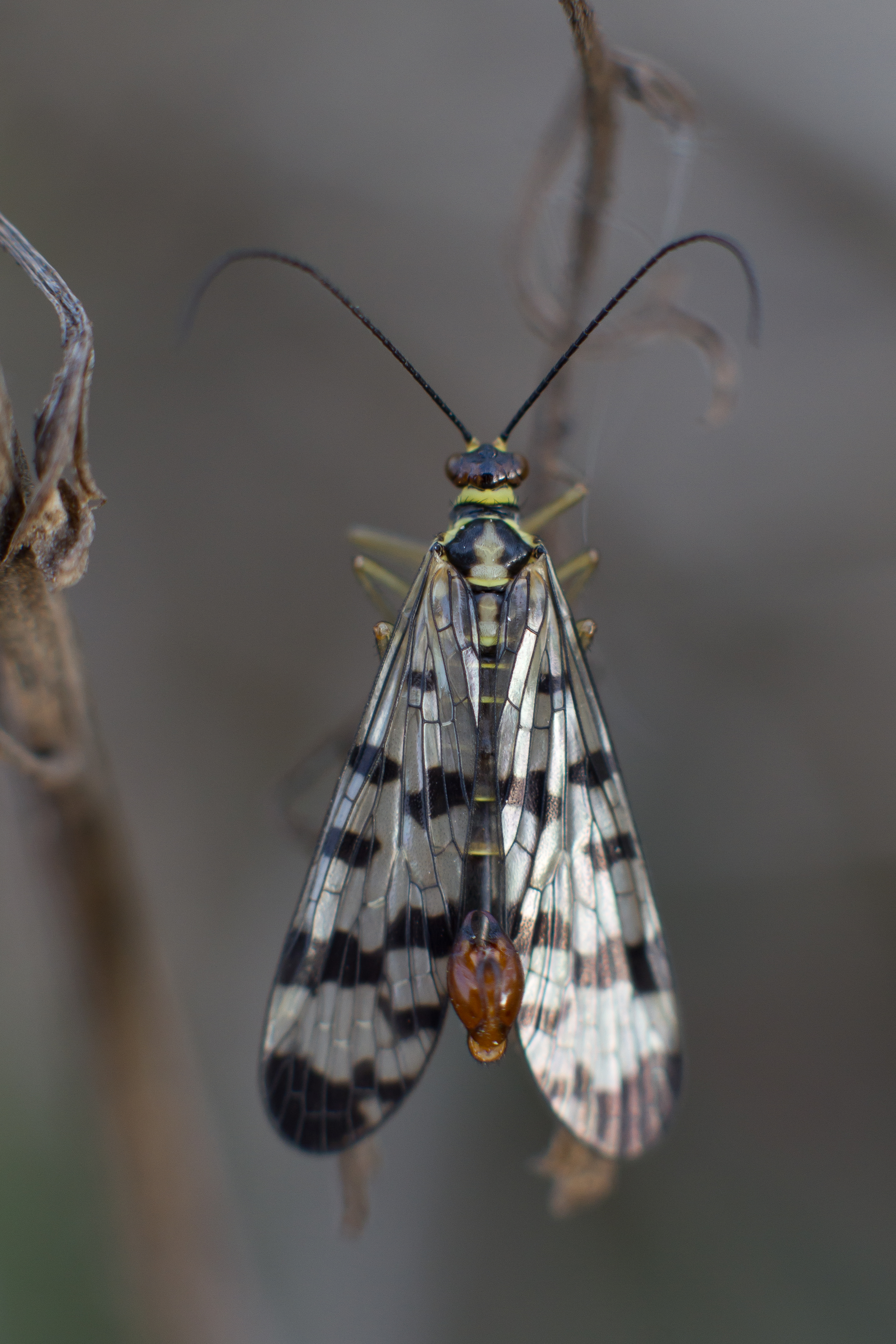 Panorpa vulgaris