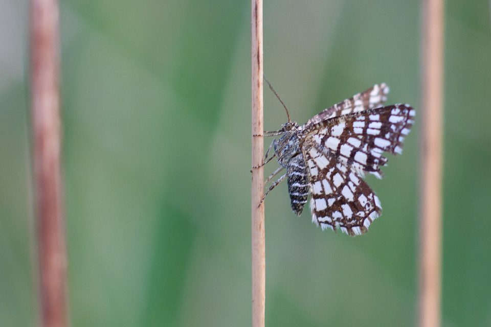 Chiasmia clathrata - rácsos rétiaraszoló