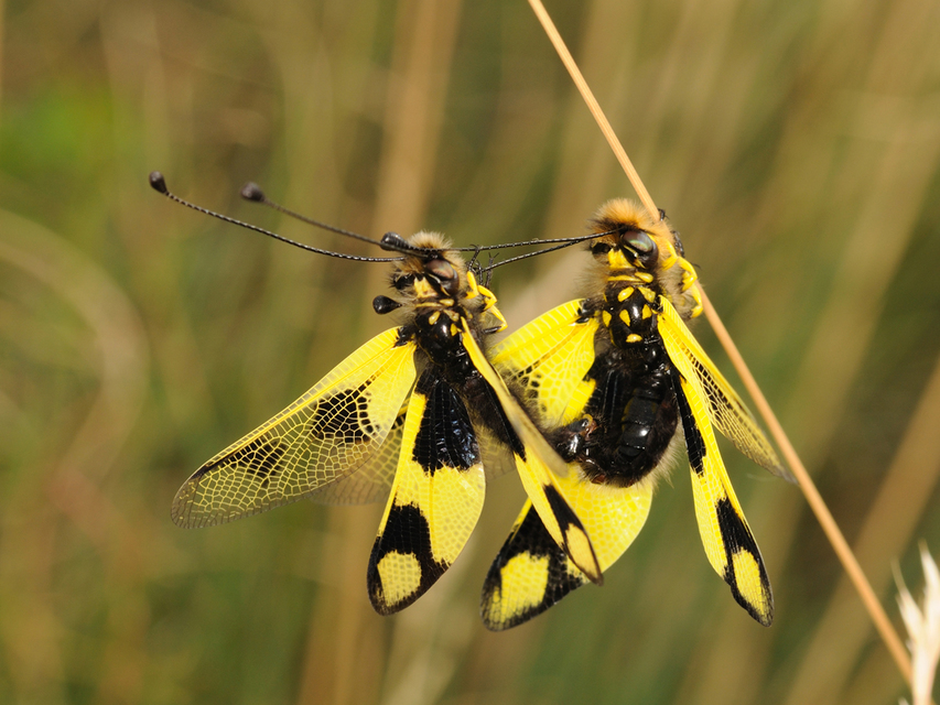 Libelloides macaronius - keleti rablópille