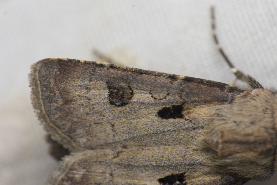 Agrotis exclamationis - felkiáltójeles földibagoly