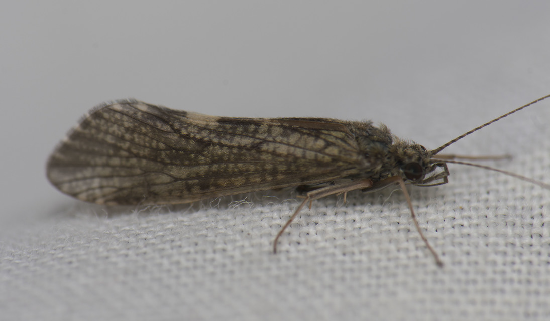 Trichoptera - Tegzesek