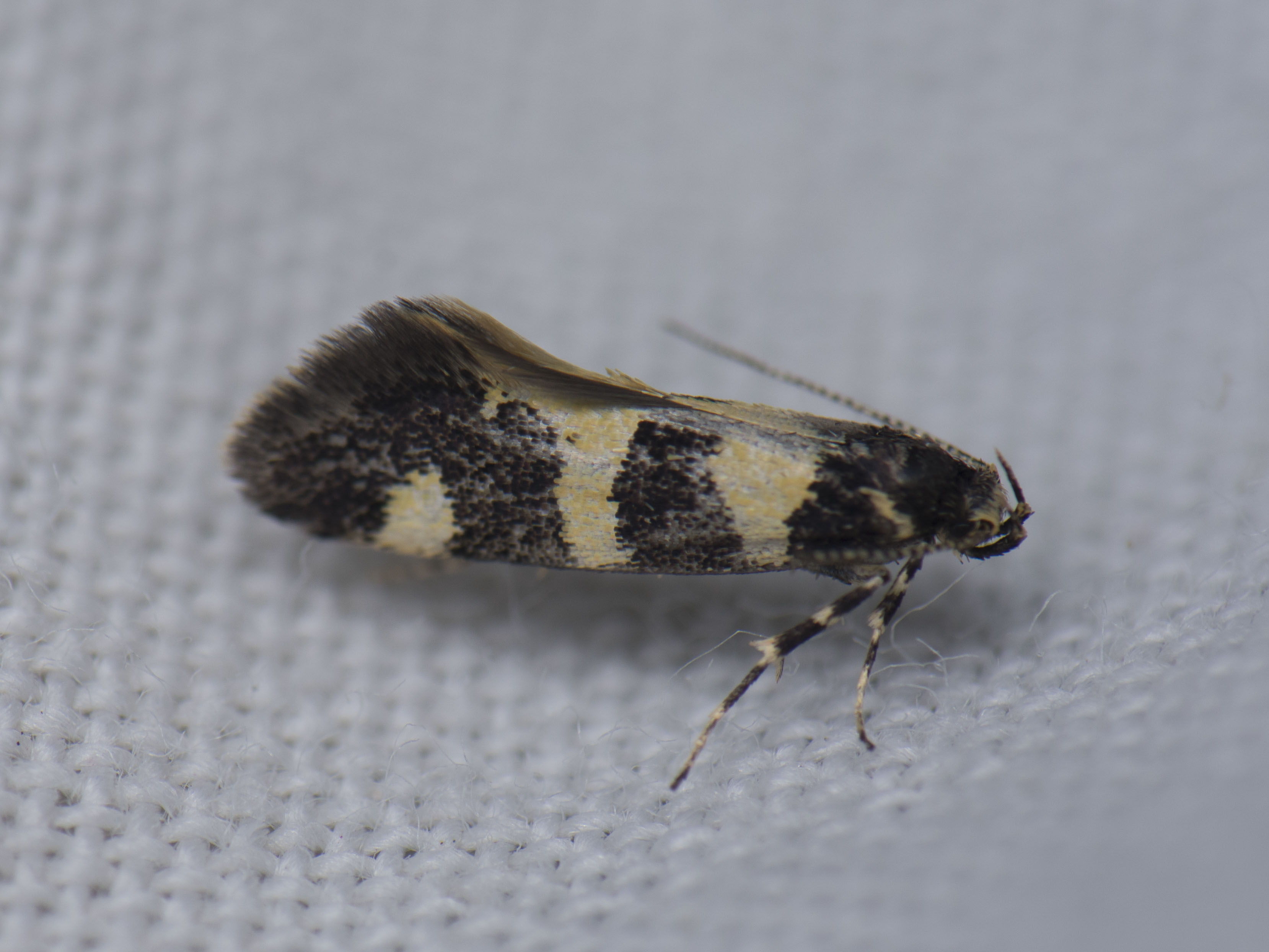 Denisia augustella - zebramoly
