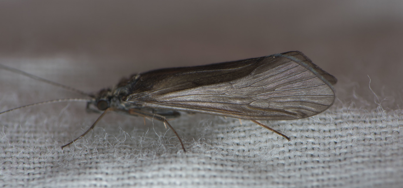 Trichoptera - Tegzesek