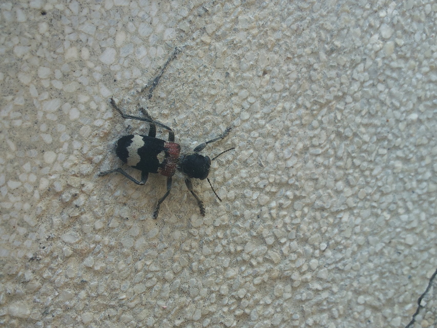 Clerus mutillarius - feketenyakú szúfarkas
