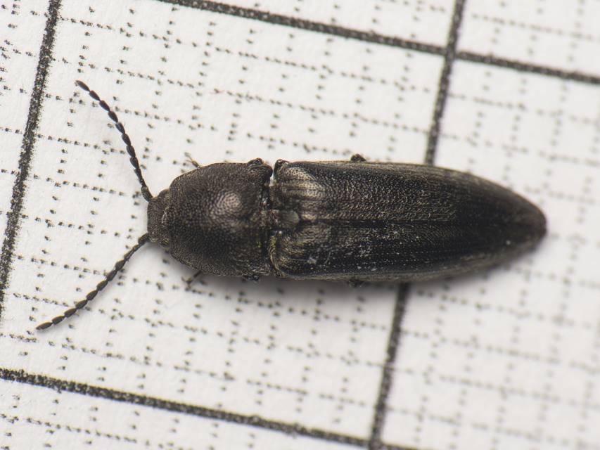 Cidnopus pilosus - szőrös pattanó