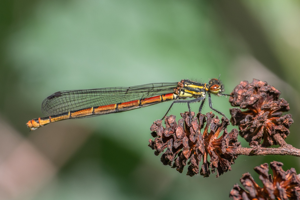 Pyrrhosoma nymphula interposita - vörös légivadász