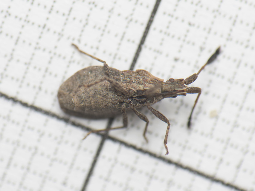 Spathocera