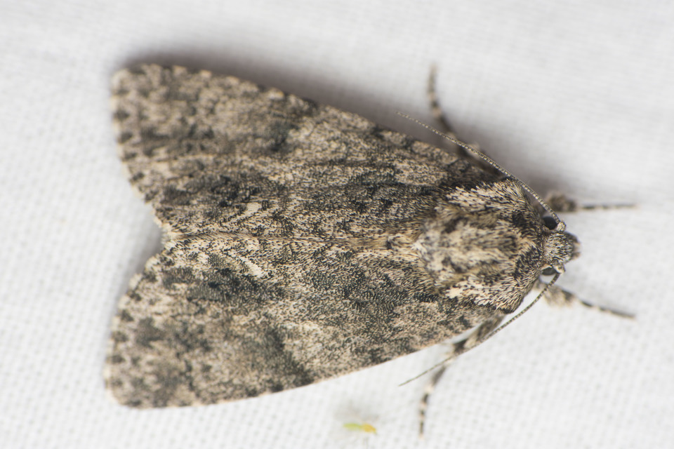 Acronicta rumicis - sóska-szigonyosbagoly