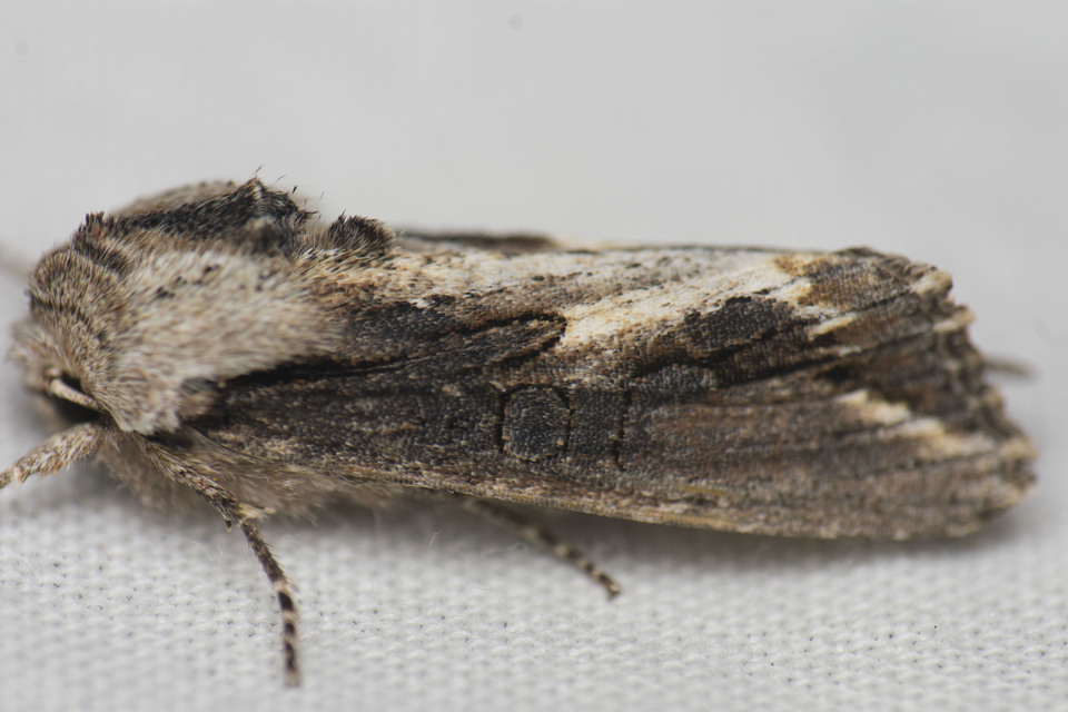 Egira conspicillaris - változékony szürkebagoly