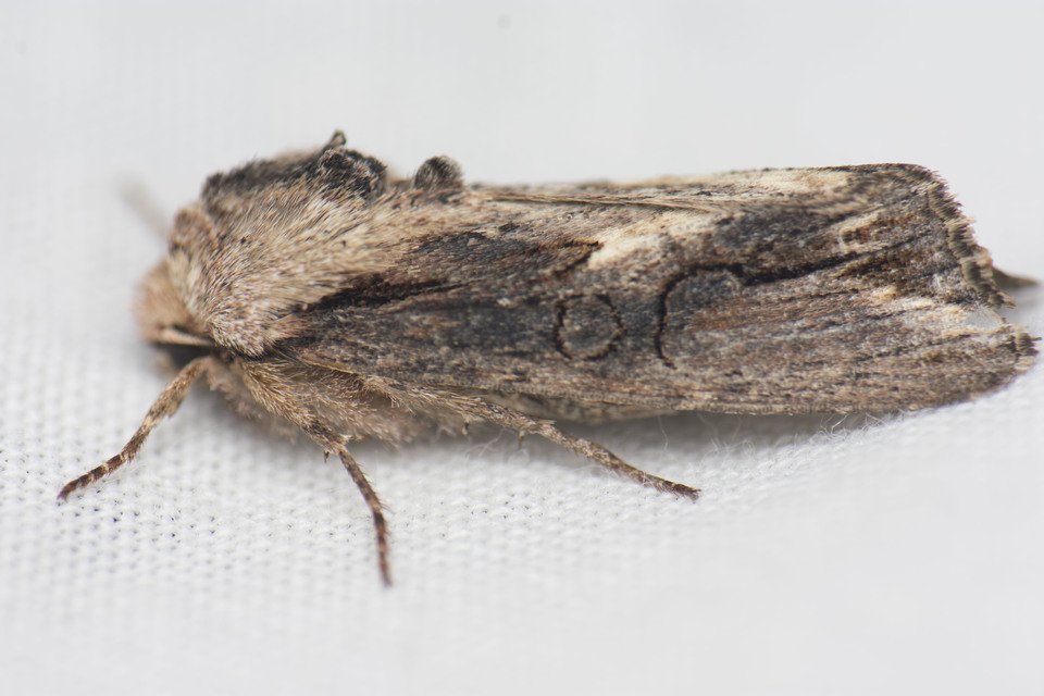 Egira conspicillaris - változékony szürkebagoly