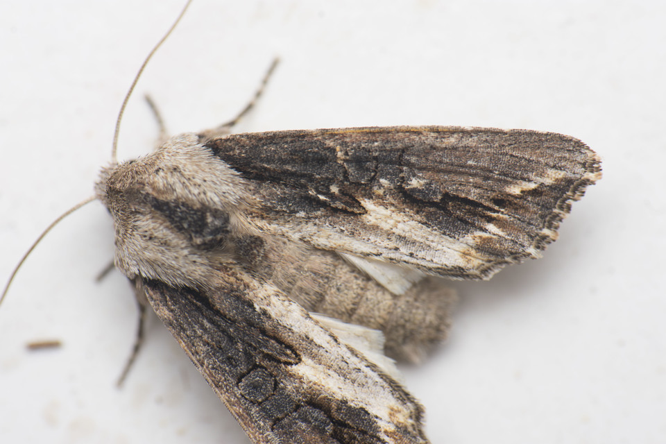 Egira conspicillaris - változékony szürkebagoly