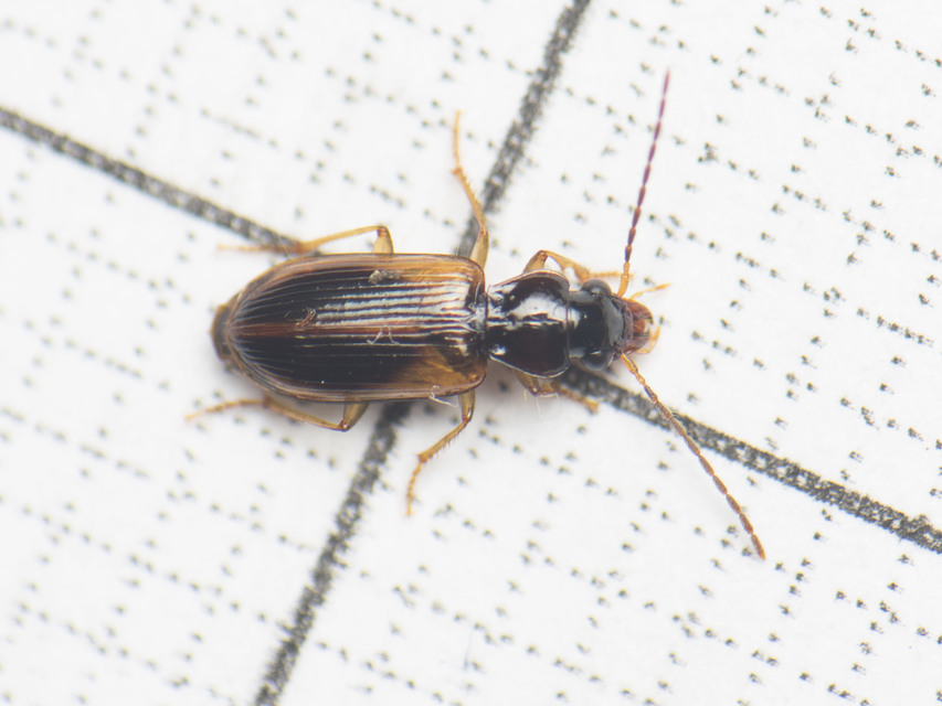 Anthracus consputus - nyerges kisdedfutó