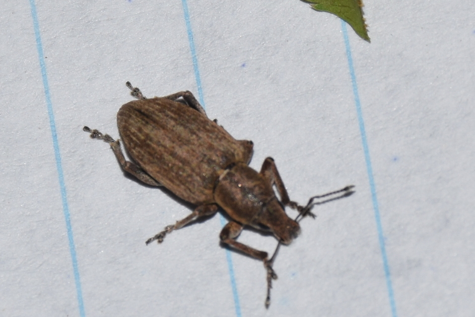Tanymecus palliatus - közönséges hegyesfarúbarkó