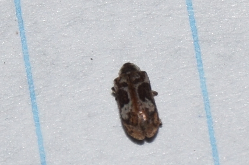 Ptinomorphus imperialis - díszes álszú