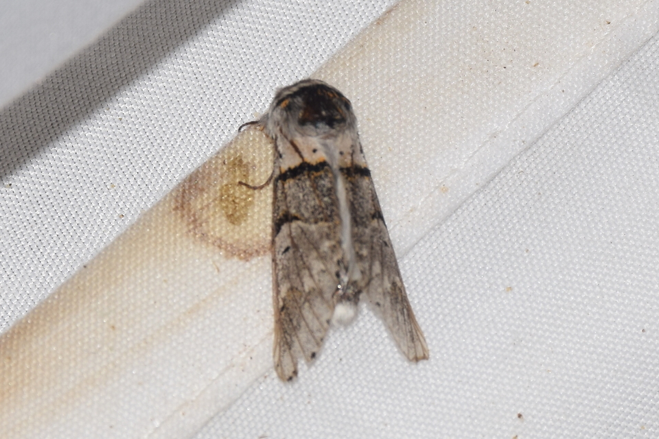 Furcula bifida - kis púposszövő