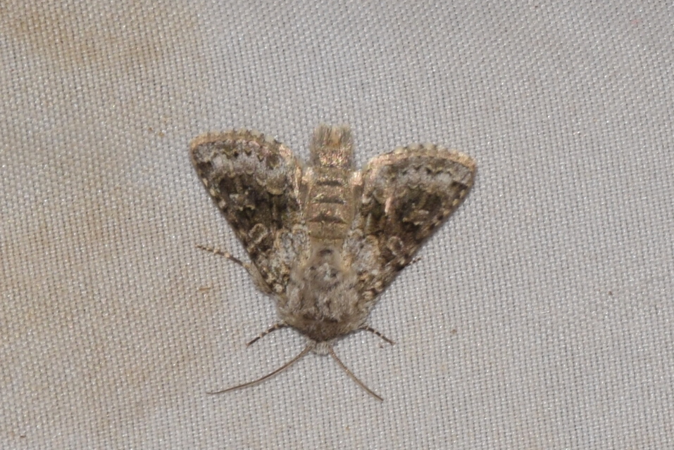 Hecatera bicolorata - világos kertibagoly
