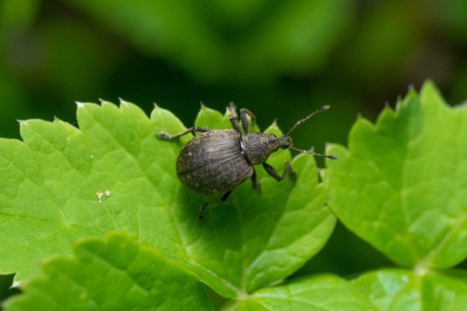 Liophloeus