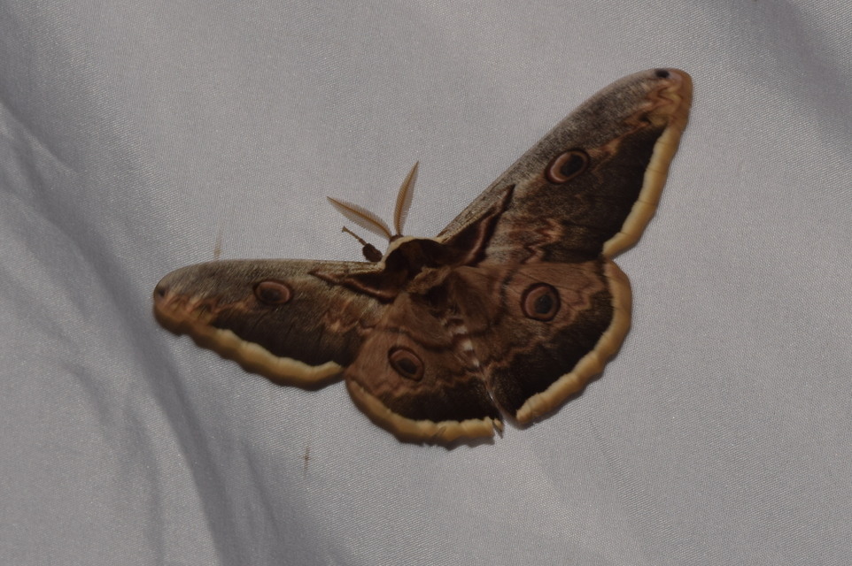Saturnia pyri - nagy pávaszem