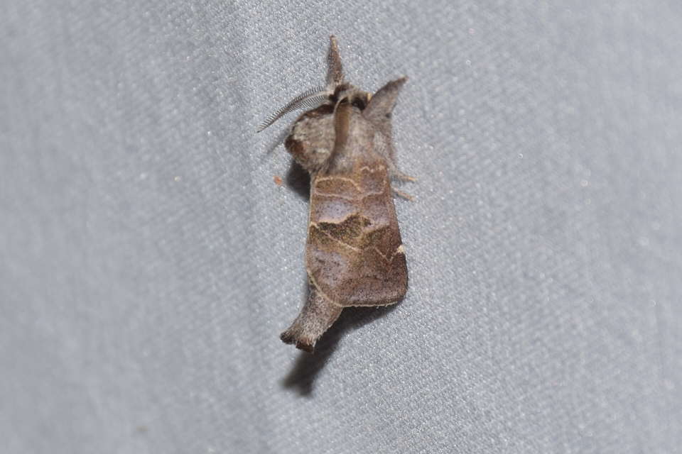 Clostera pigra - apró levélszövő