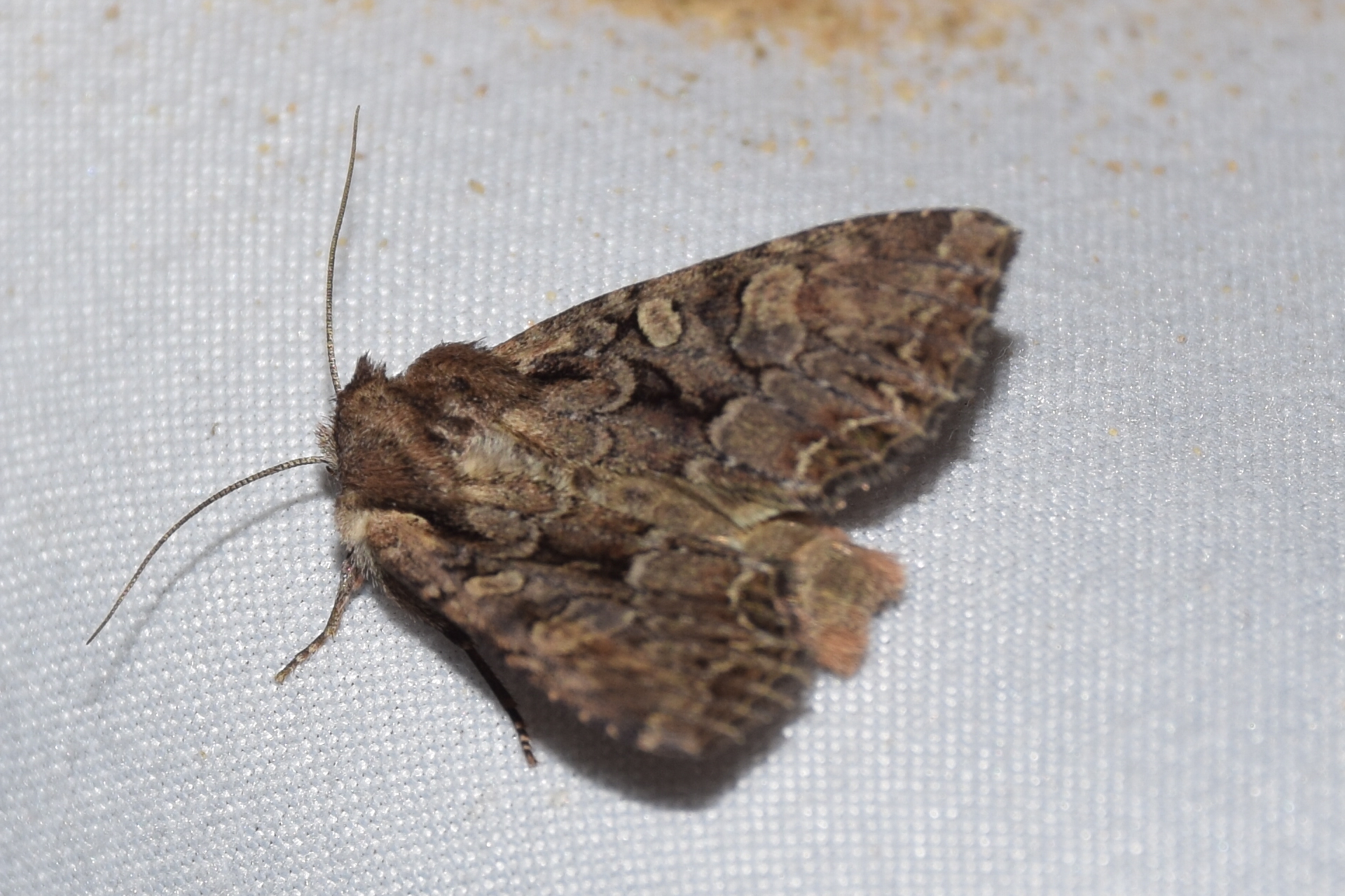 Lacanobia thalassina - borbolya-kertibagoly