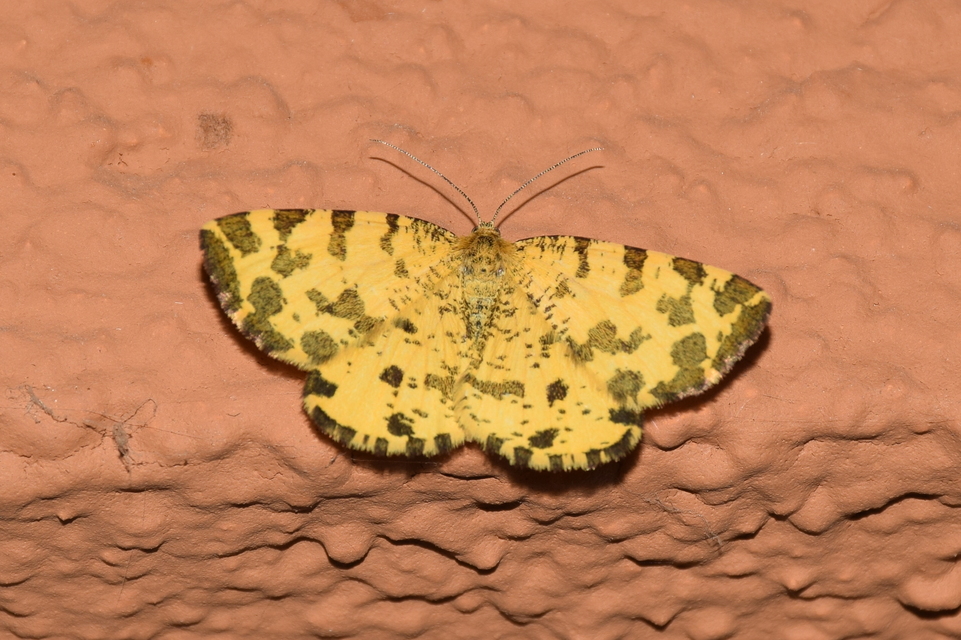 Pseudopanthera macularia - párducfoltos araszoló