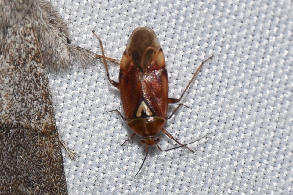 Lygus pratensis - változó mezeipoloska