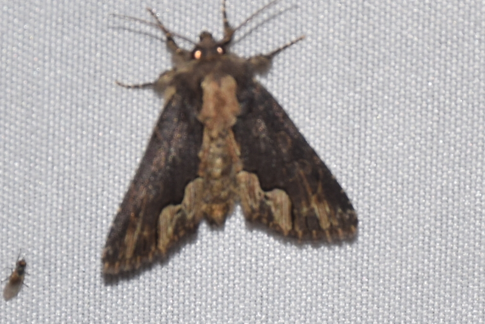 Dypterygia scabriuscula - szurokbarna nyáribagoly