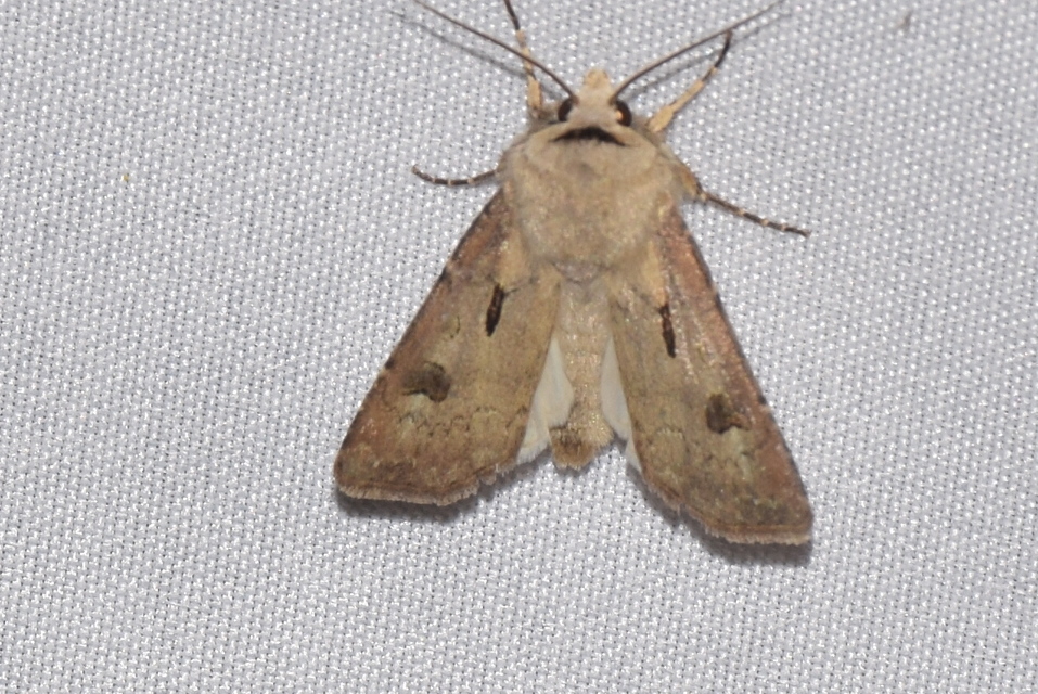 Agrotis exclamationis - felkiáltójeles földibagoly