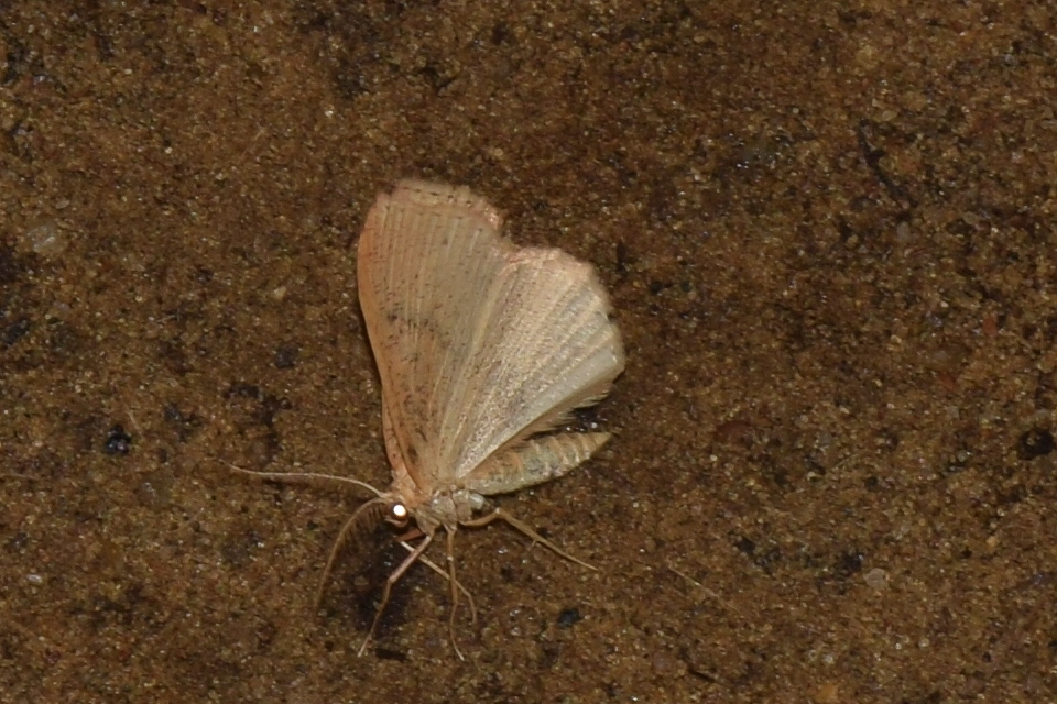 Cyclophora porata - körös pettyesaraszoló