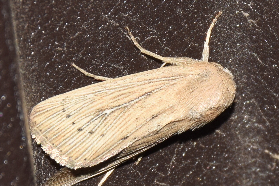 Leucania obsoleta - pontozott rétibagoly