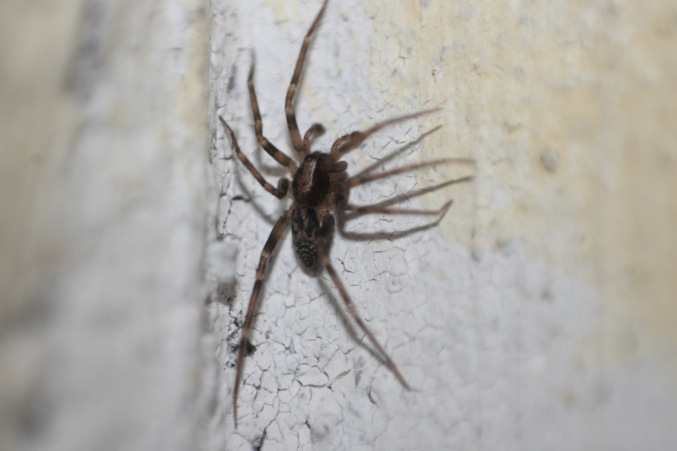 Liocranum rupicola - házaló avarpók