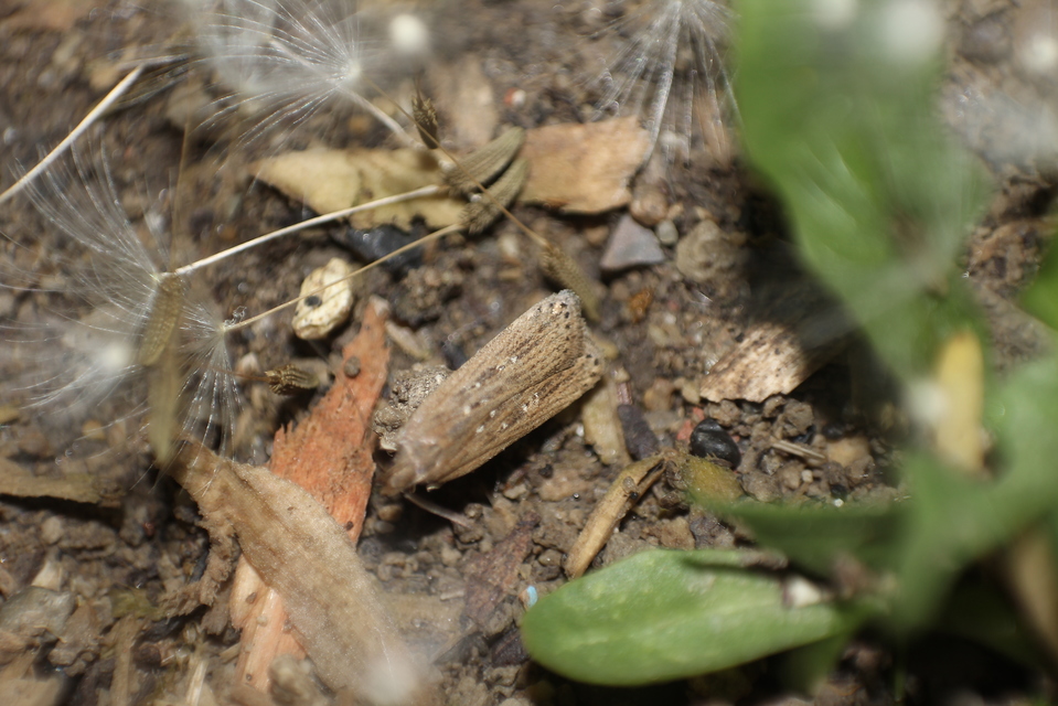 Helcystogramma triannulella - szuláksodró lápimoly