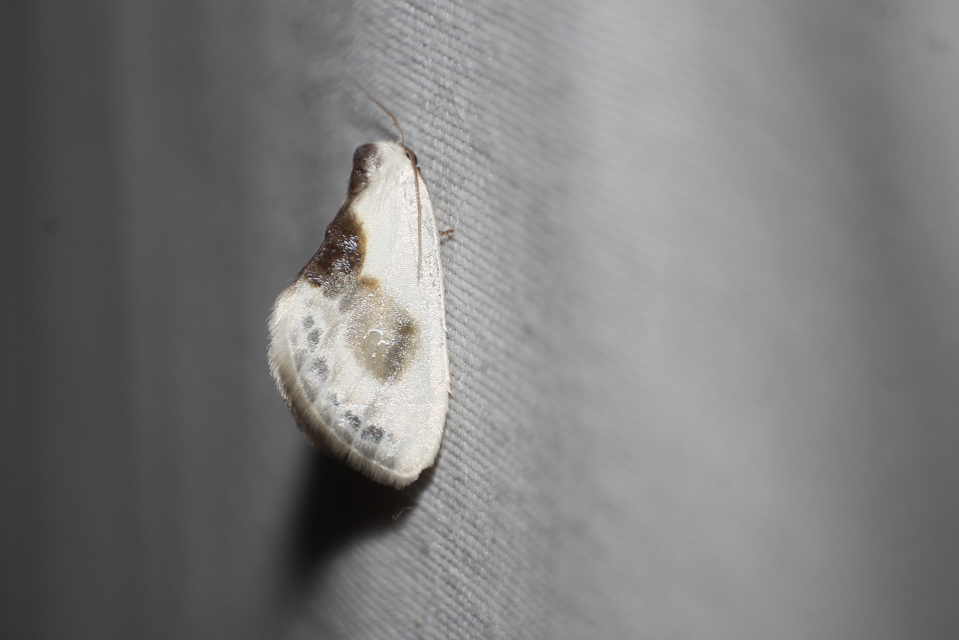 Cilix glaucata - törpe sarlósszövő