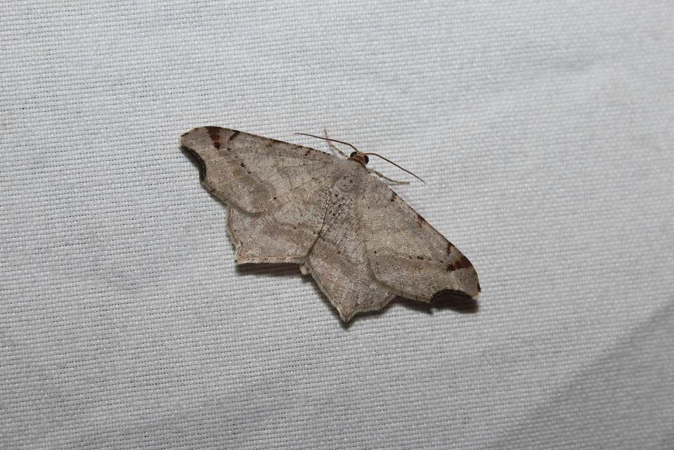 Macaria alternata - közönséges szürkearaszoló